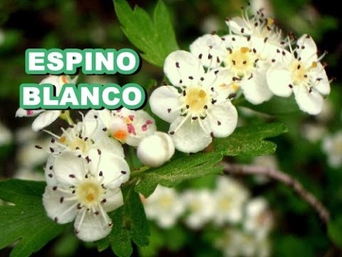 Beneficios del espino blanco
