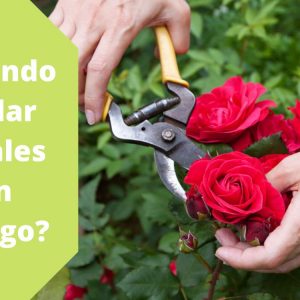 Como cortar una rosa correctamente