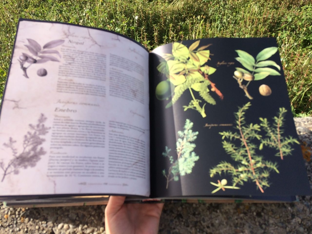 Atlas ilustrado de plantas medicinales y curativas