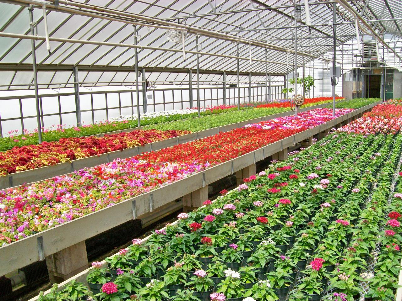 Cultivo de las flores
