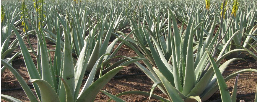 Hoja de aloe vera
