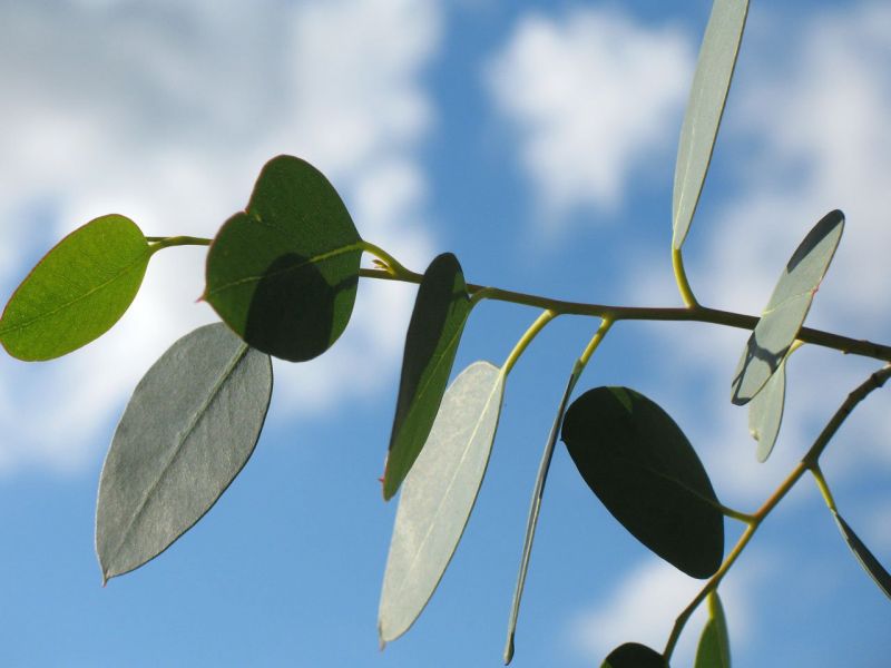 Para que sirve el eucalipto como planta medicinal
