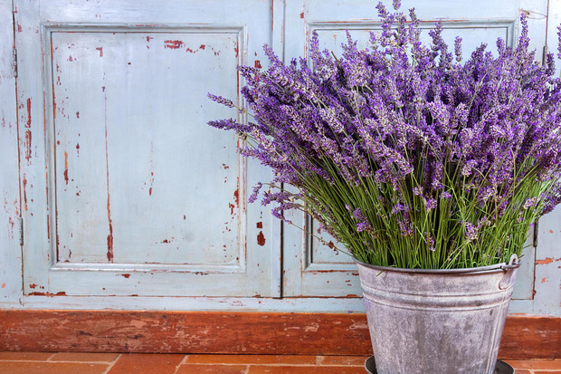 Planta de lavanda cuidados