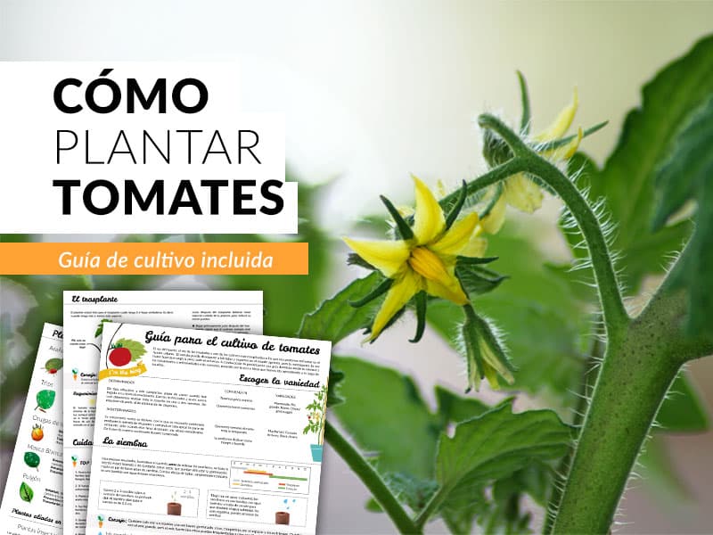 Planta de tomate cuidados