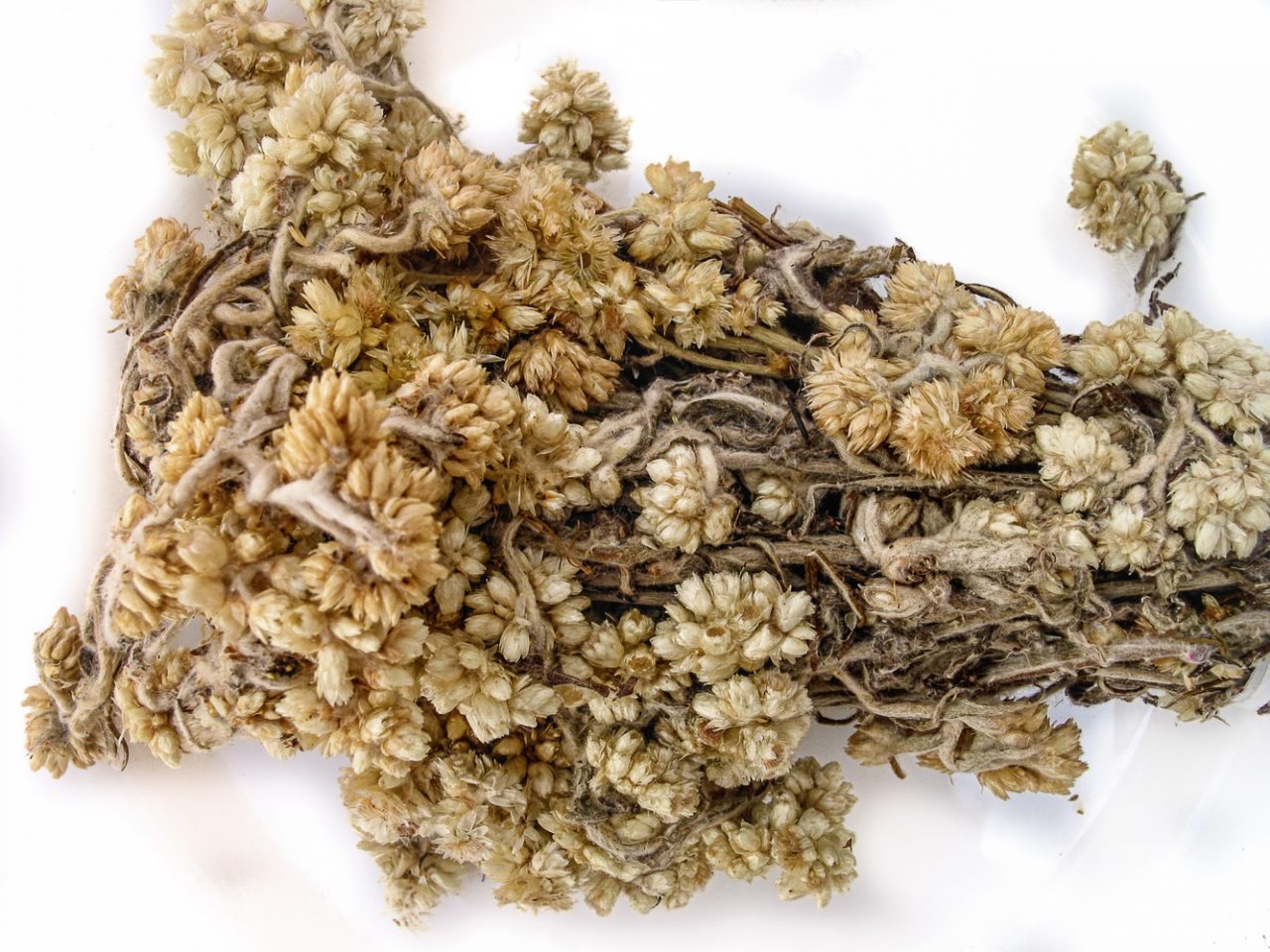 Gordolobo nombre cientifico y uso medicinal