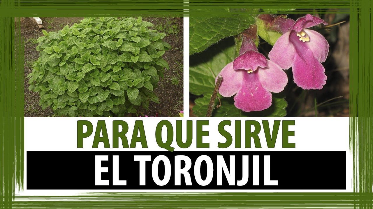 Propiedades curativas del toronjil