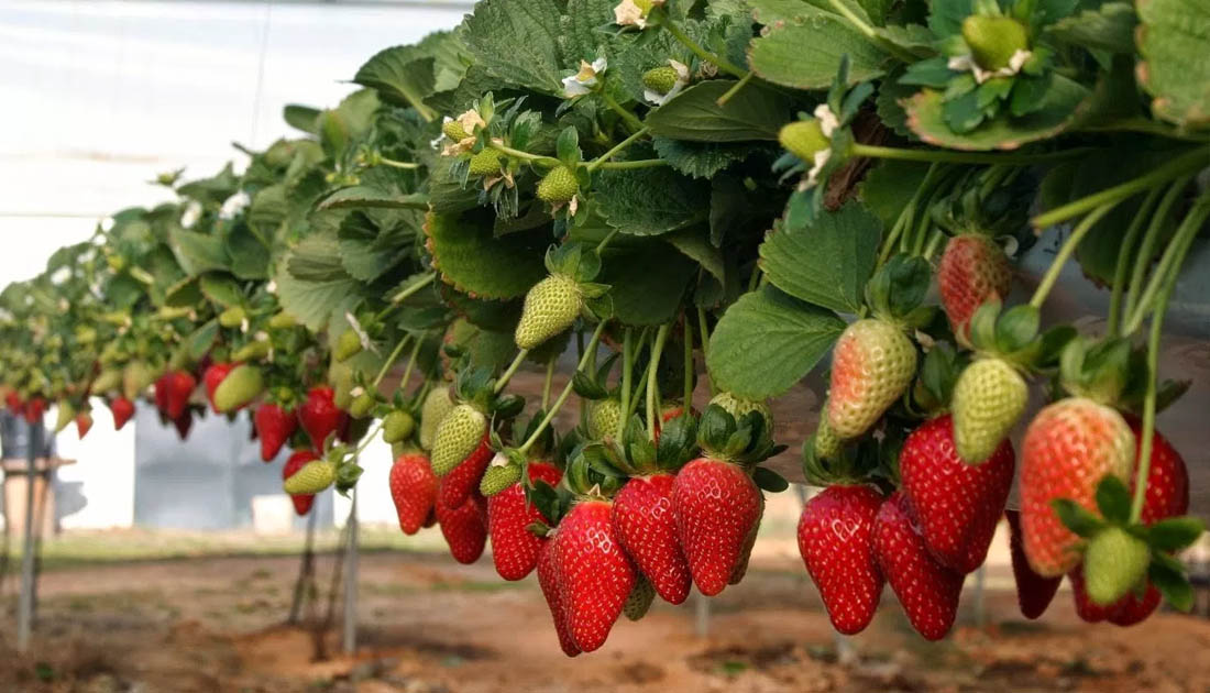 Como se cultivan las fresas