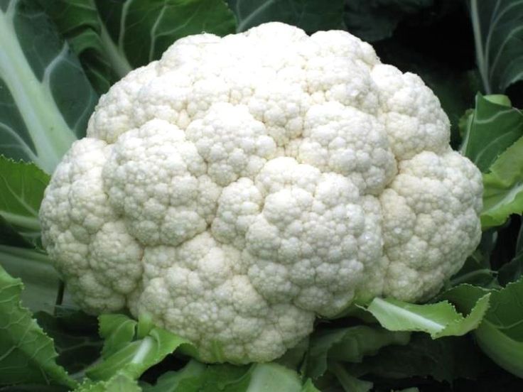 Cultivo de la coliflor