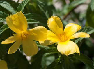 Beneficios de la damiana