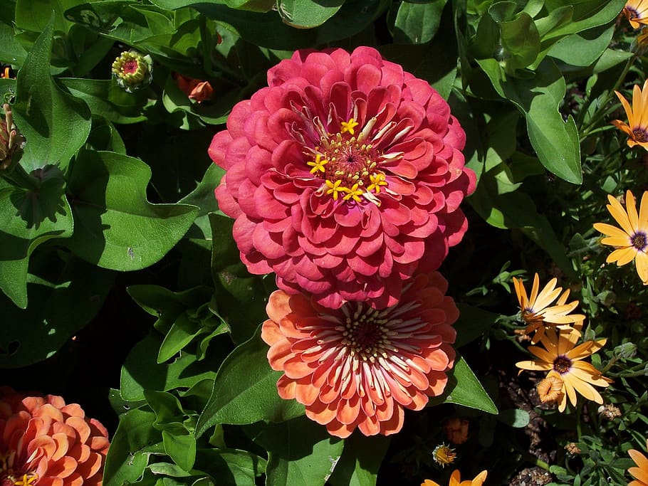 Plantas de primavera de exterior