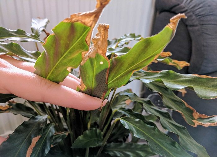 Plantas de mucha agua