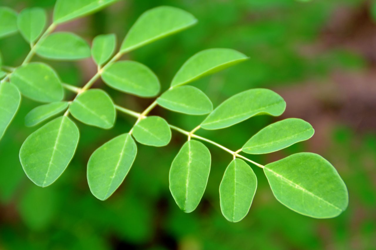 Planta moringa como se prepara