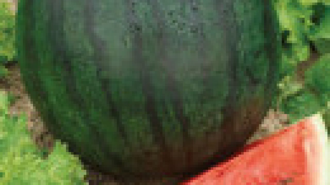 Propiedades curativas de la sandia