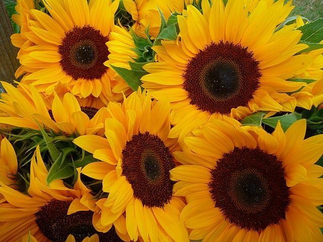 Caracteristicas del girasol para niños