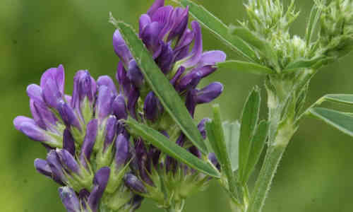 Propiedades curativas de la alfalfa