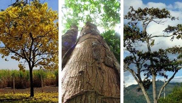 10 nombres de plantas