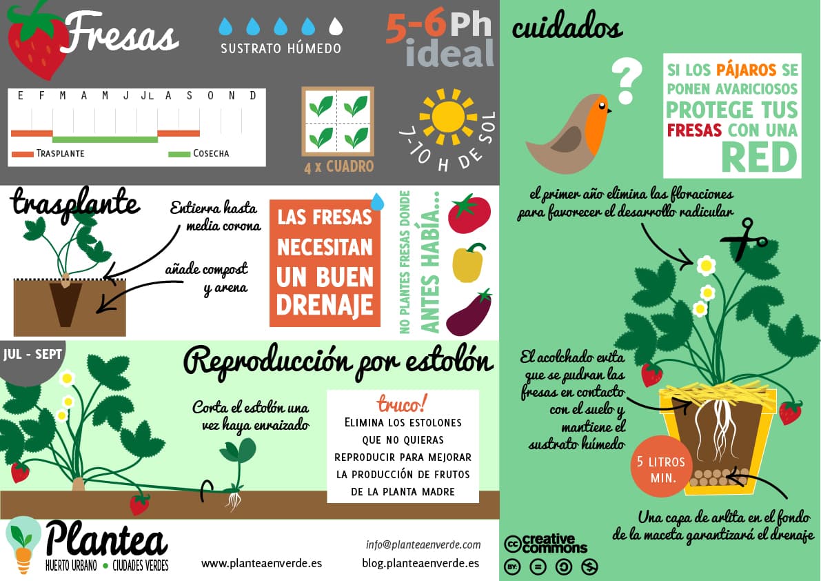 Cuanto tarda en germinar una semilla de fresa