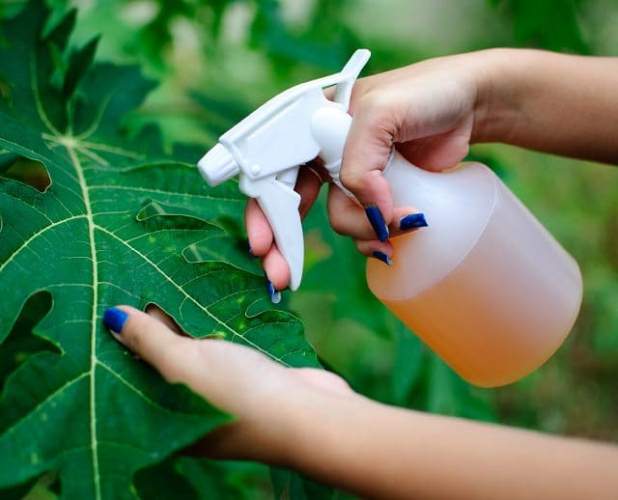 Como hacer un insecticida casero