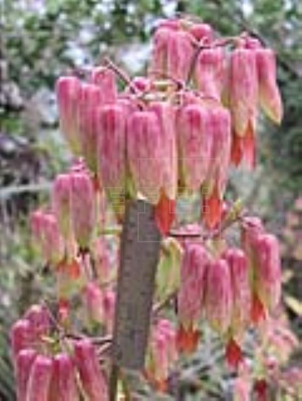 Planta mala madre para el cancer