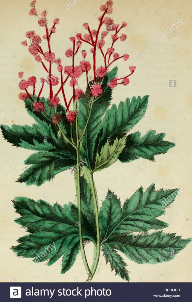 Historia de plantas medicinales