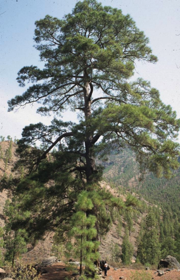 Parque natural de pilancones