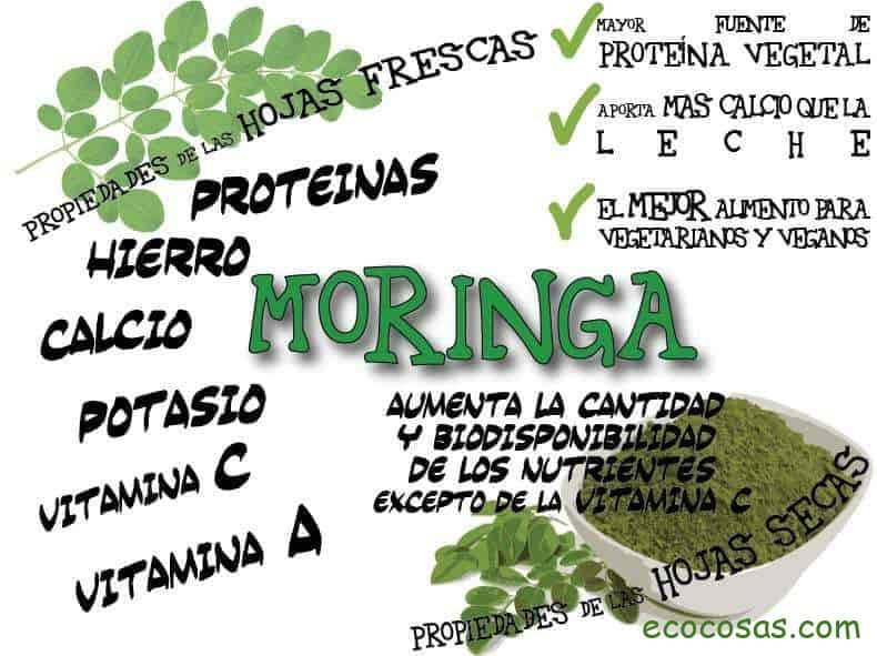 Moringa como se prepara