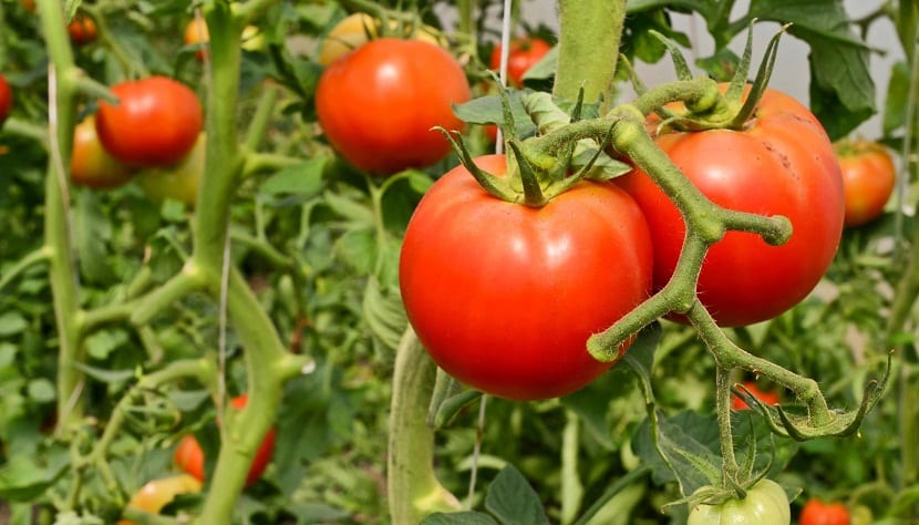 Plagas de los tomates