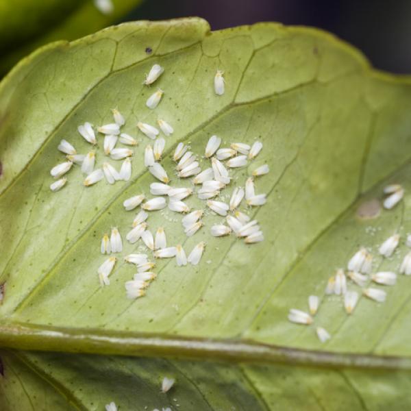 Quitar plaga de plantas