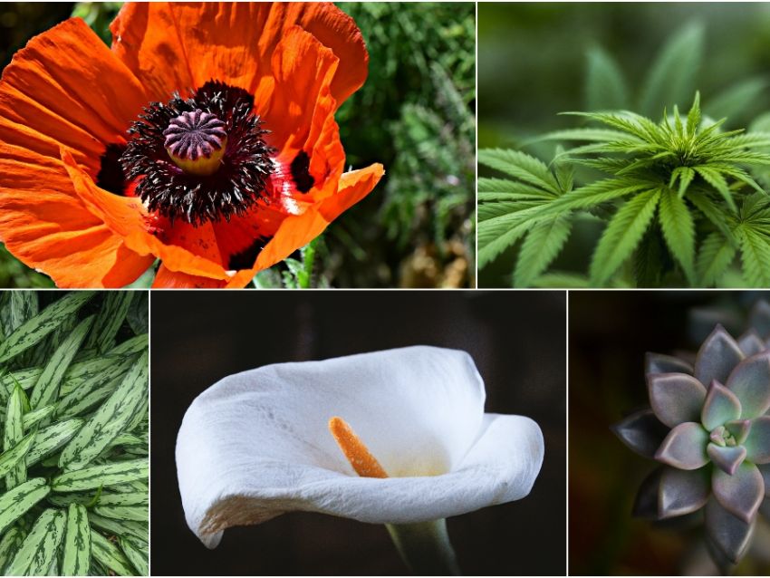 Imagenes de plantas medicinales