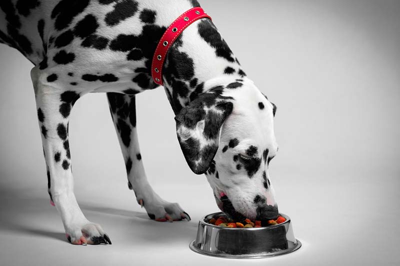 Q comen los perros