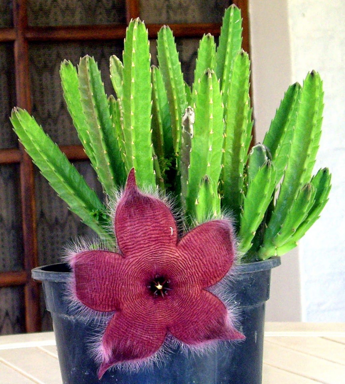 Tipos de cactus con flores