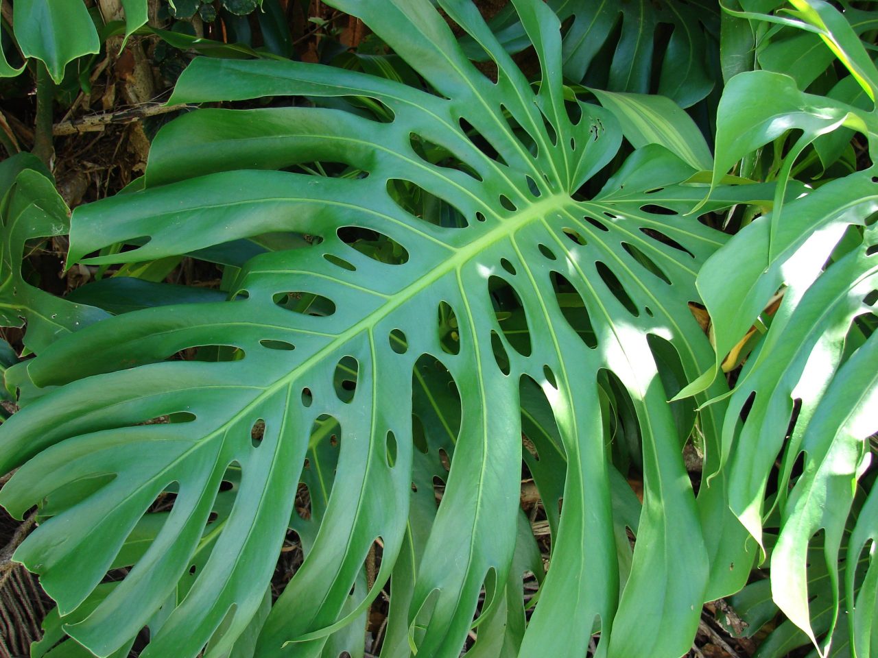 Porque las hojas de las plantas son verdes