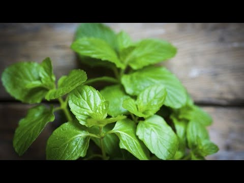 Hierbabuena planta medicinal nombre cientifico