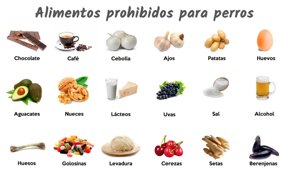 Alimentos malos para los perros