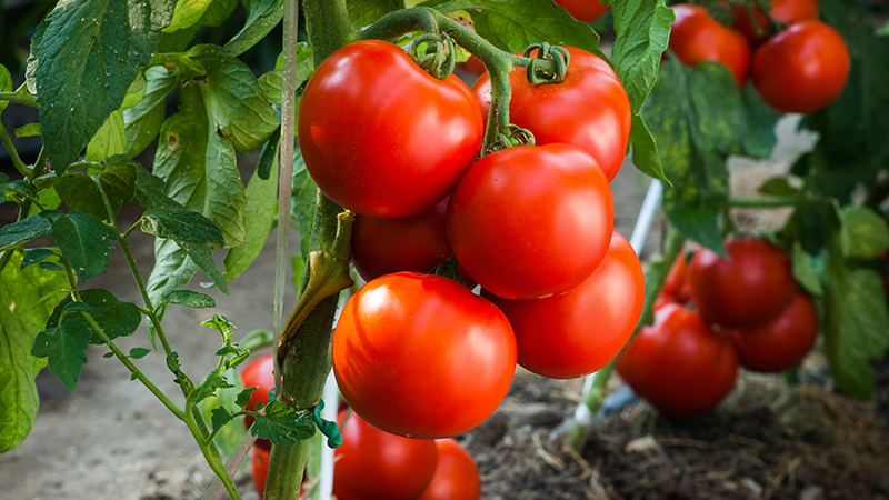 Como se cultiva el tomate