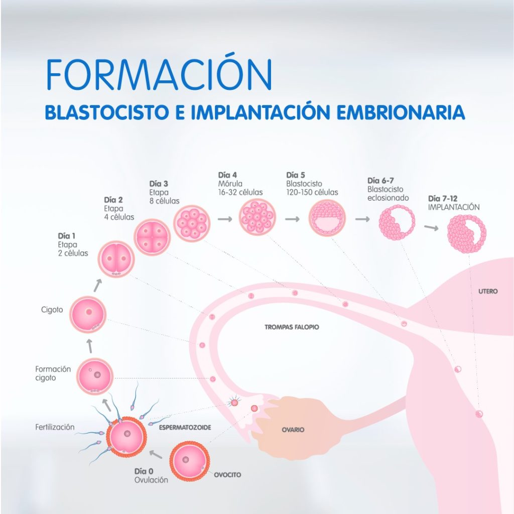 Vena cava en el embarazo | Actualizado diciembre 2021