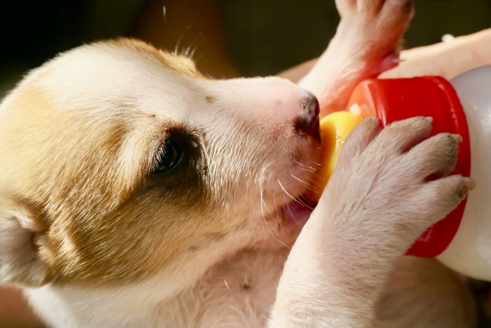Que pueden comer los cachorros